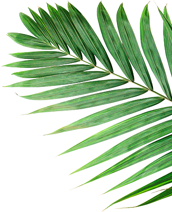 Decoración de palmera - Elemento tropical entre secciones